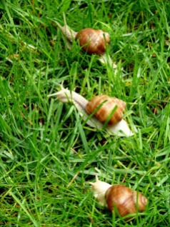 snails-164534_960_720